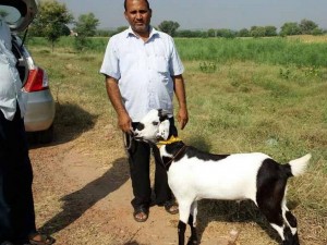 goat-of-forty-eight-lakh
